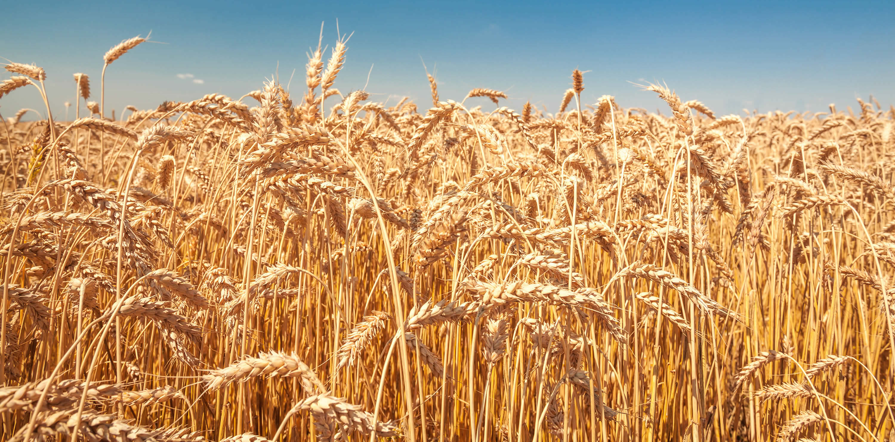 Getreidelagerung: Folienschlauch als gasdichte Lagerung von Getreide