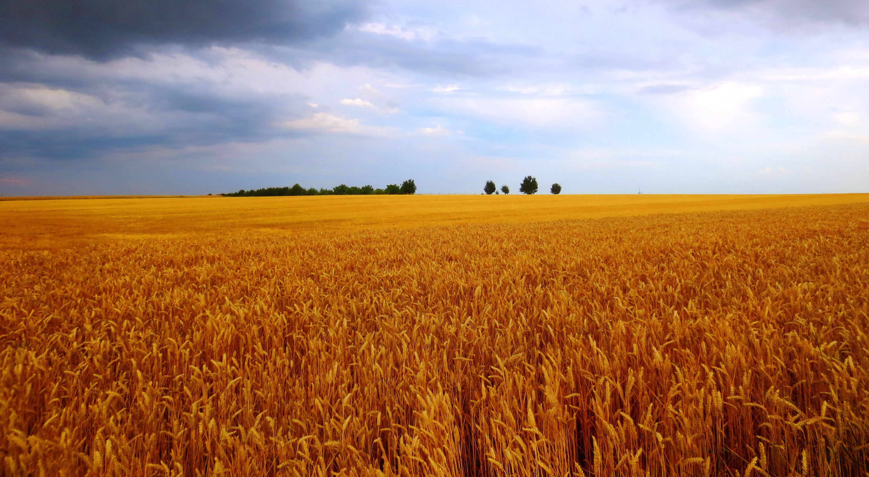 Feuchtkornverarbeitung: Siloforce Messermühle & Siloforce Silagetrichter